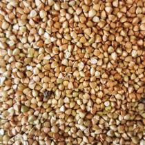 Sarrasin décortiqué